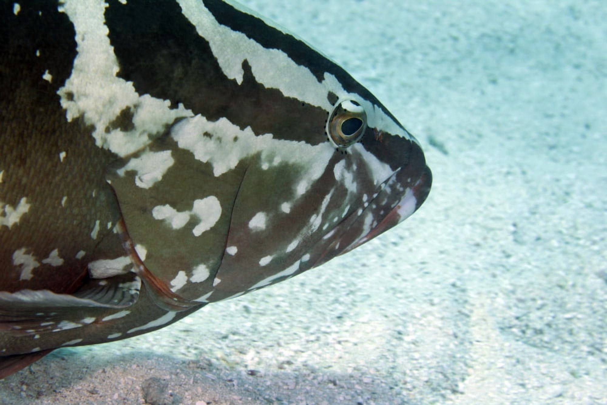 A Nassau Grouper swims along the ocean bottom Canvas Art - Michael WoodStocktrek Images (35 x 23)
