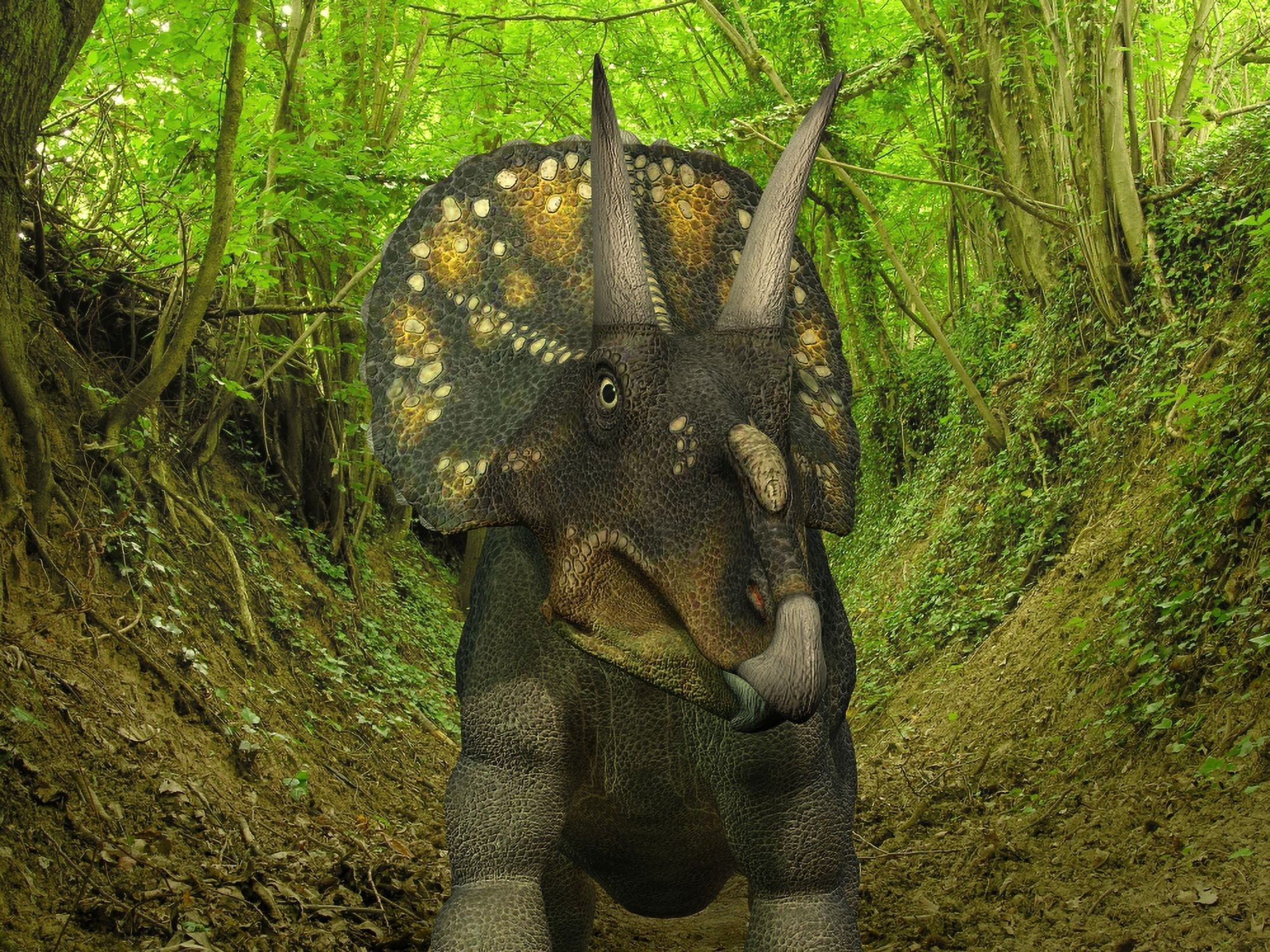 A Nedoceratops wanders a Cretaceous forest Canvas Art - Walter MyersStocktrek Images (33 x 25)