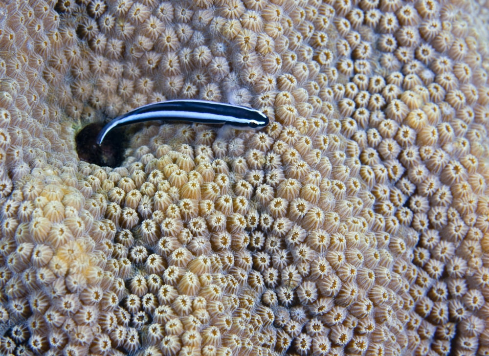 A Neon Goby takes a look outside its hole in live boulder star coral Canvas Art - Michael WoodStocktrek Images (17 x 12)