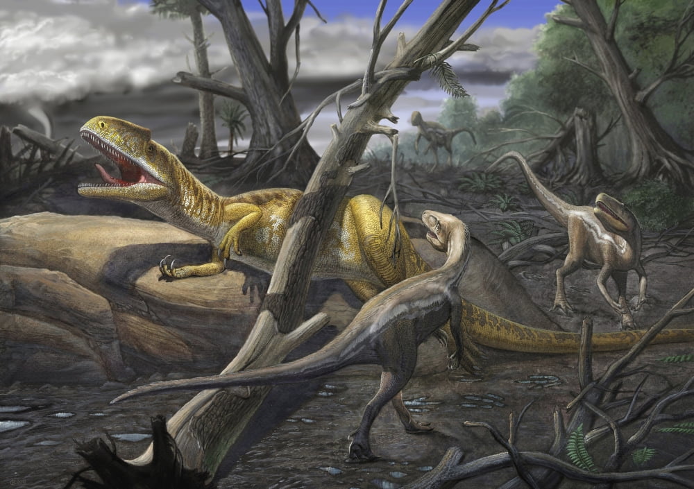 A Neovenator salerii is approached by Eotyrannus lengi dinosaurs Canvas Art - Sergey KrasovskiyStocktrek Images (17 x 12)