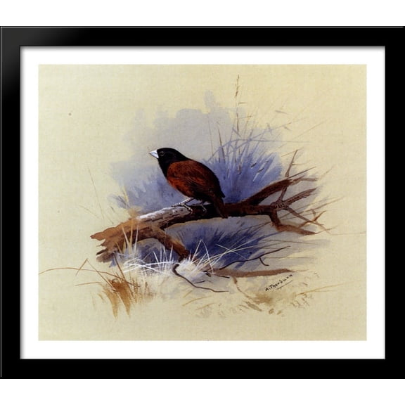 A Nepalese black headed nun in the branch of a tree 32x28 Large Black Wood Framed Print Art by Archibald Thorburn