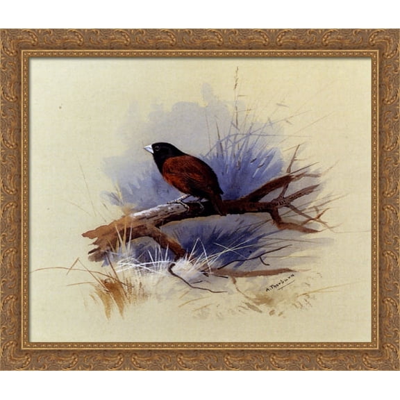 A Nepalese black headed nun in the branch of a tree 32x28 Large Gold Ornate Wood Framed Canvas Art by Archibald Thorburn