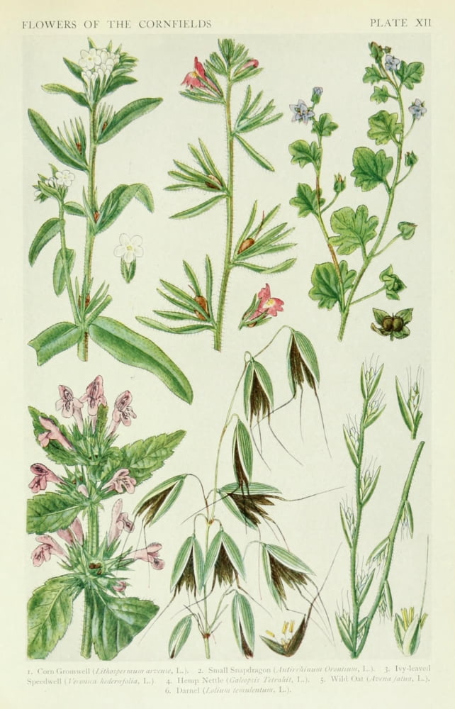 A New British Flora 1919 Corn Gromwell et al Canvas Art - JN Fitch (18 x 24)
