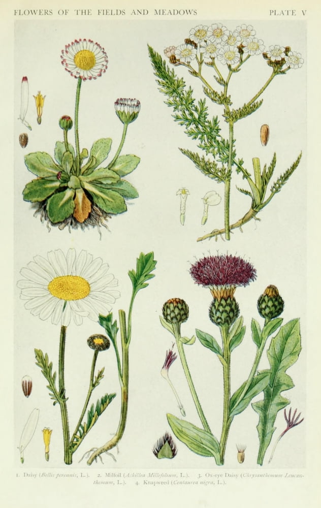 A New British Flora 1919 Daisy et al Canvas Art - JN Fitch (24 x 36)