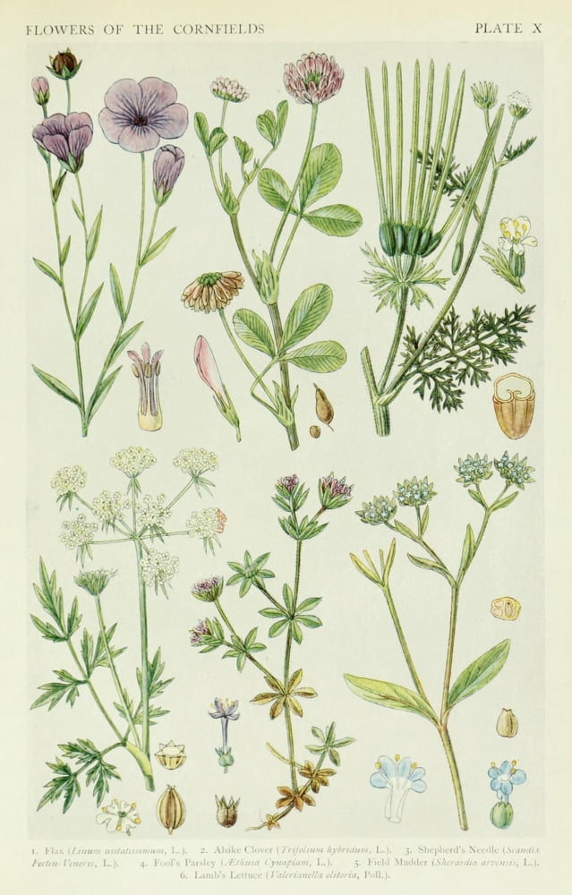 A New British Flora 1919 Flax et al Canvas Art - JN Fitch (18 x 24)