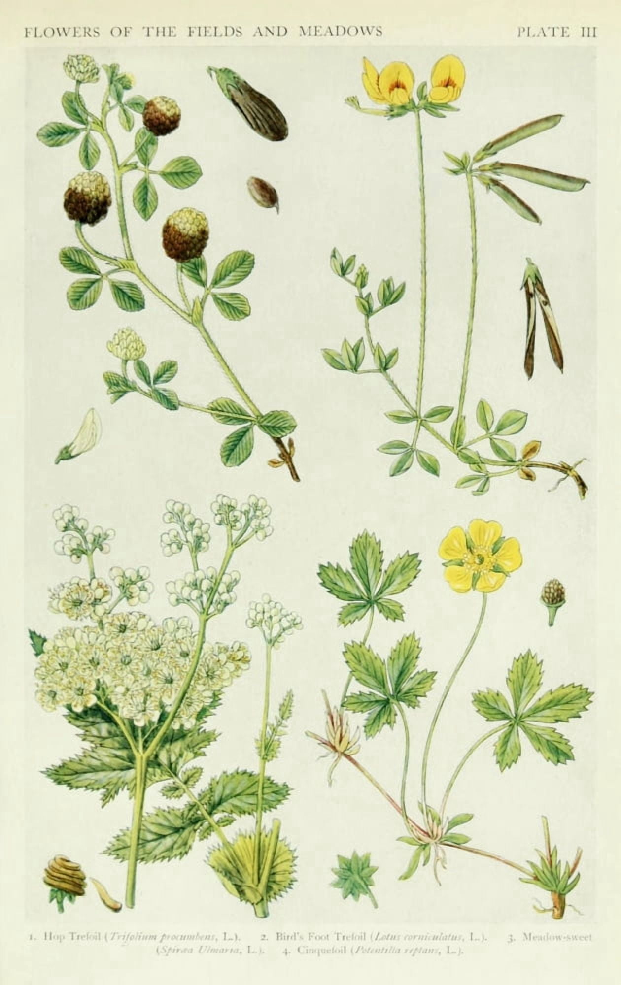 A New British Flora 1919 Hop Trefoil et al Canvas Art - JN Fitch (18 x 24)