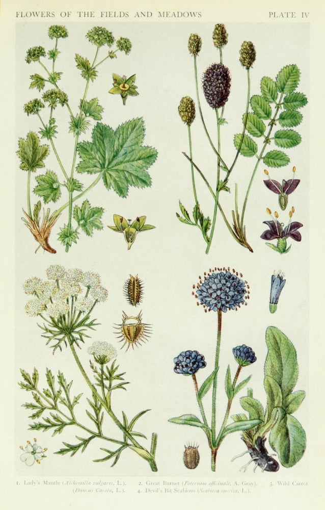 A New British Flora 1919 Ladys Mantle et al Canvas Art - JN Fitch (18 x 24)