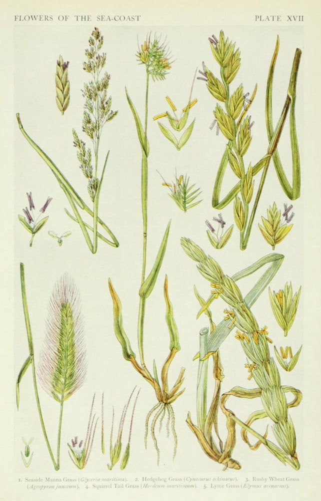 A New British Flora 1919 Manna Grass et al Canvas Art - JN Fitch (18 x 24)