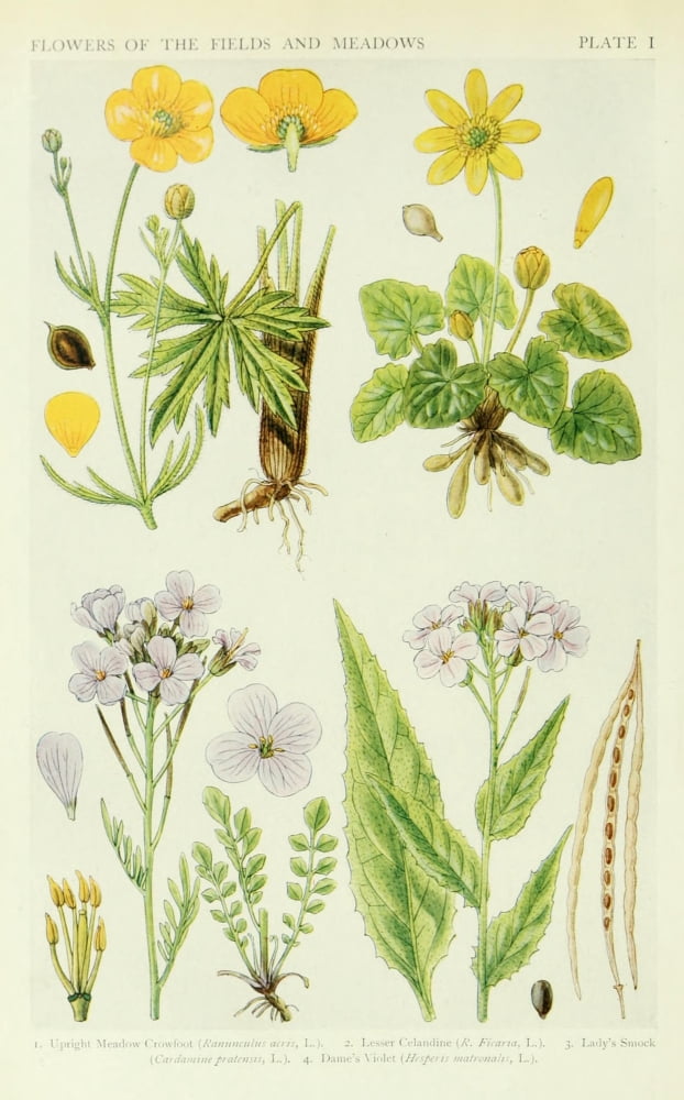 A New British Flora 1919 Meadow Crowfoot et al Canvas Art - JN Fitch (18 x 24)