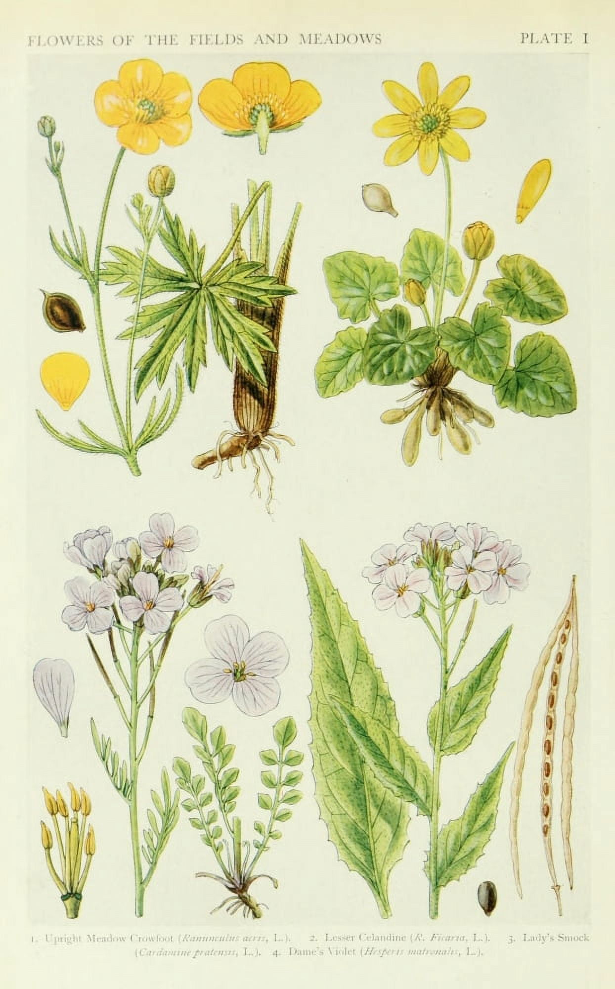 A New British Flora 1919 Meadow Crowfoot et al Canvas Art - JN Fitch (24 x 36)