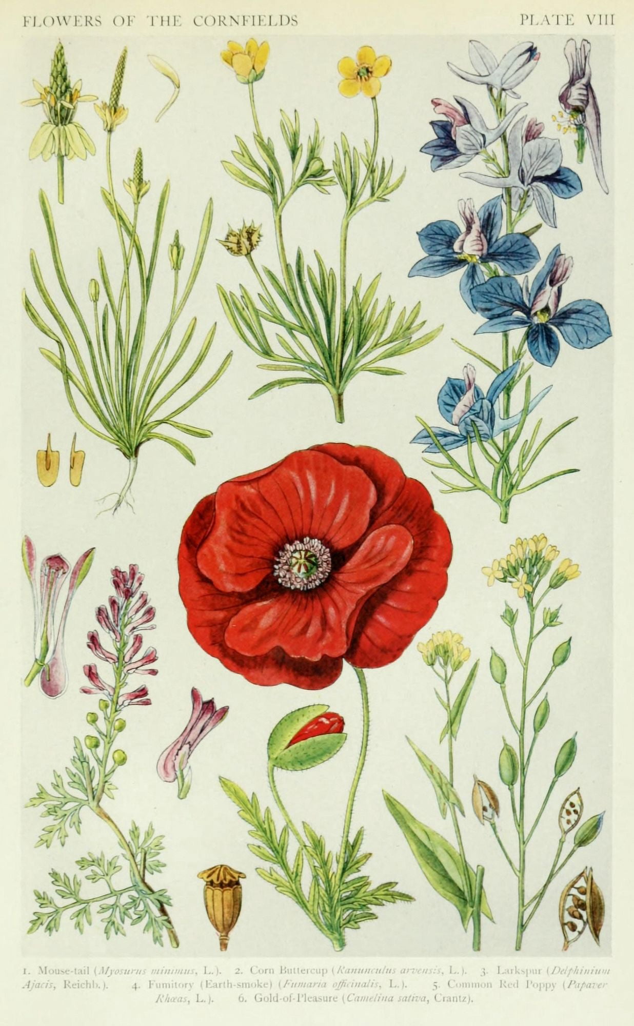 A New British Flora 1919 Mouse tail et al Canvas Art - JN Fitch (24 x 36)