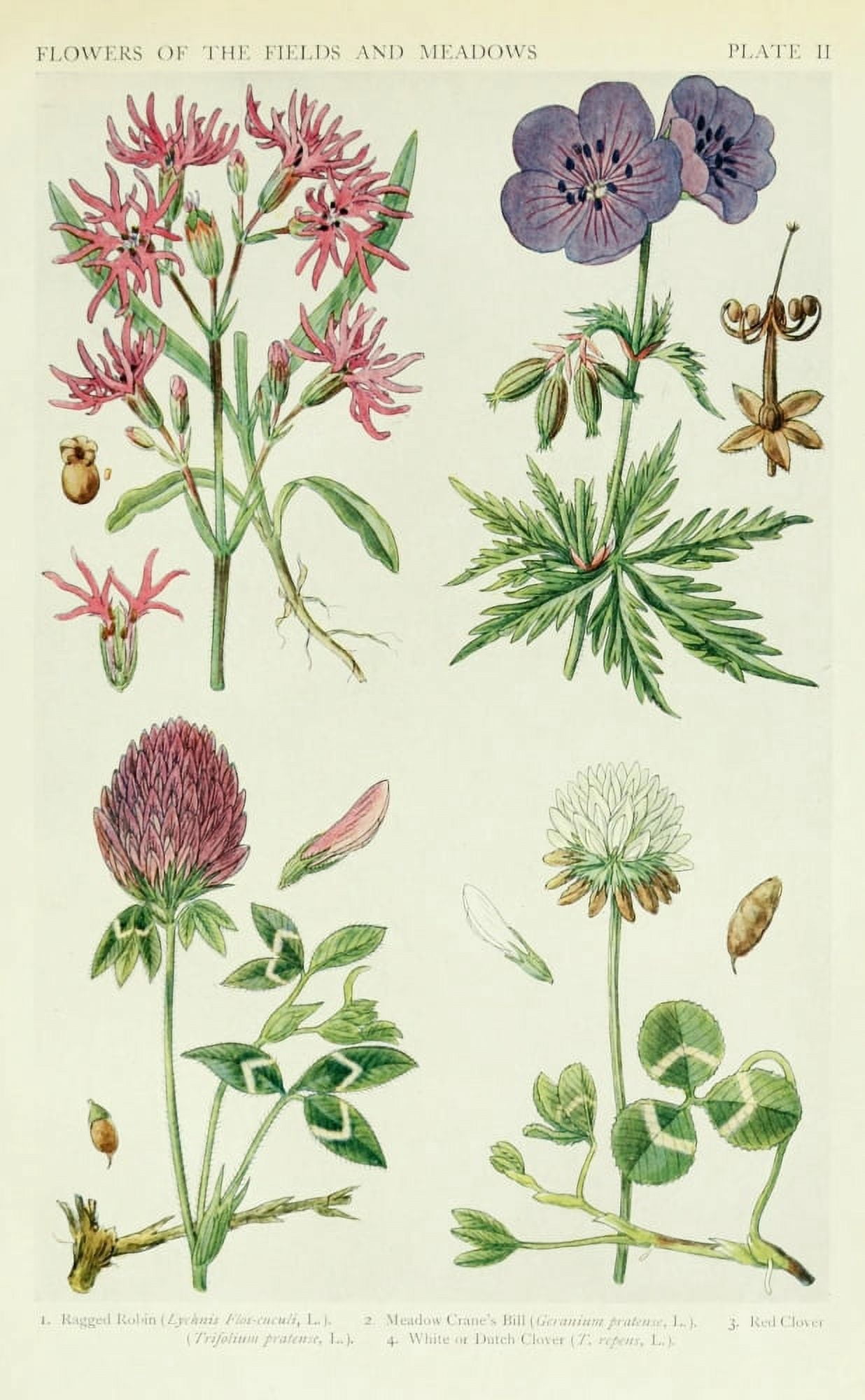 A New British Flora 1919 Ragged Robin et al Canvas Art - JN Fitch (24 x 36)