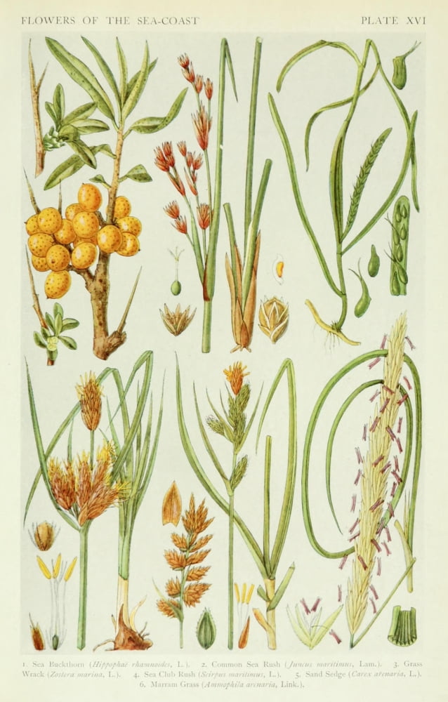 A New British Flora 1919 Sea Buckthorn et al Canvas Art - JN Fitch (18 x 24)