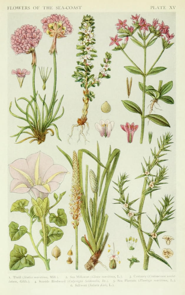 A New British Flora 1919 Thrift et al Canvas Art - JN Fitch (18 x 24)