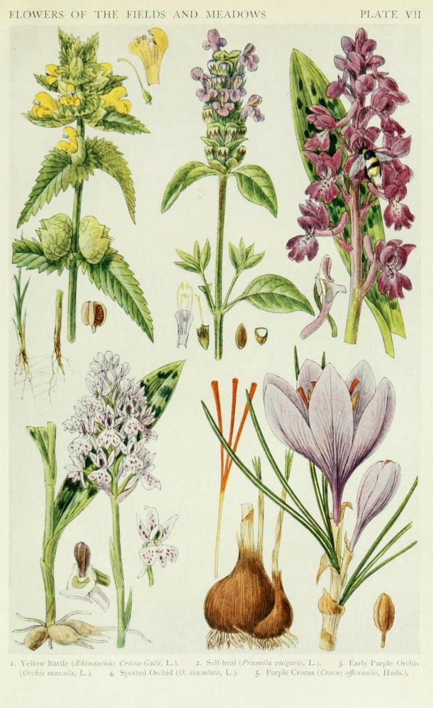 A New British Flora 1919 Yellow Rattle et al Canvas Art - JN Fitch (24 x 36)