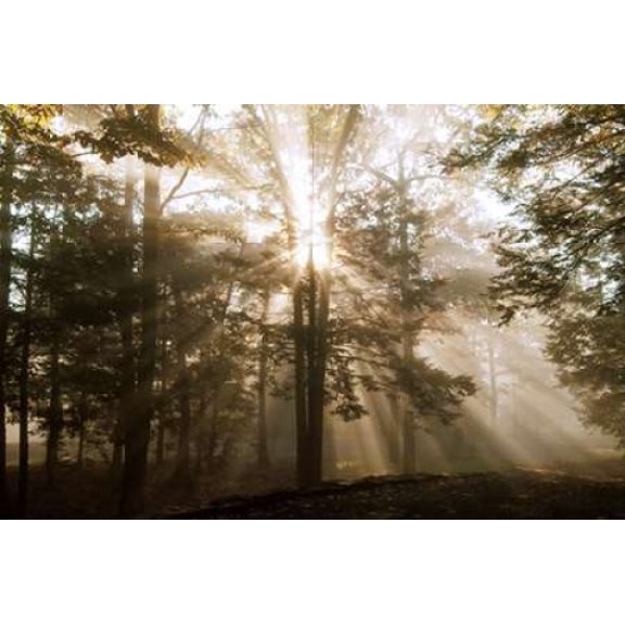A New Day II Canvas Art - Ann Dahlgren (24 x 36)