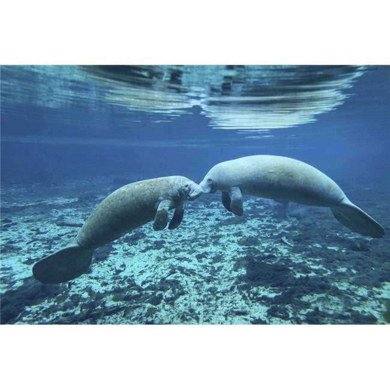 A Pair of Manatees Appear To Be Greeting Each Other As They Meet in The