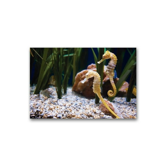 A Pair Of Seahorses In Aquarium Poster -Image by Shutterstock