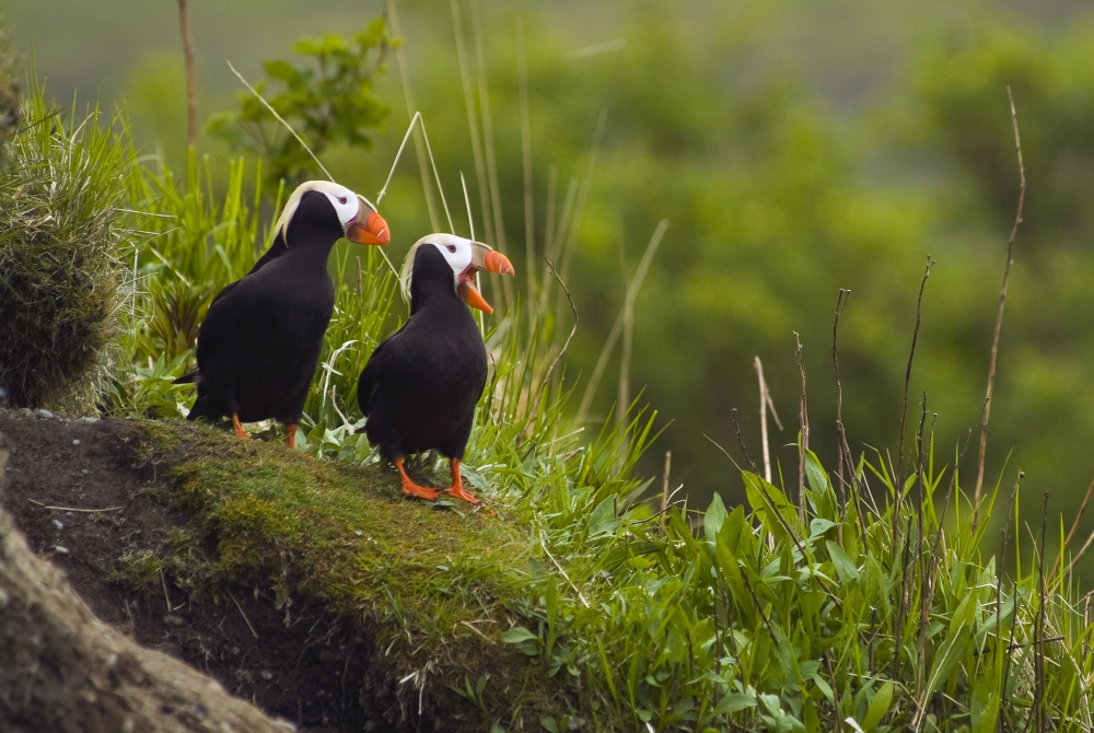 A Pair Of Tufted Puffins Perched On Cliff Middleton Island Southcentral Alaska Summer Canvas Art - Brian Guzzetti Design Pics (34 x 22)