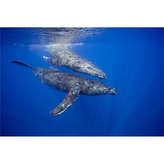 A Pair of Humpback Whales Poster Print - 38 x 24 in. - Large
