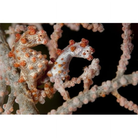 A Pair of Pygmy Seahorse, Hippocampus Bargibanti Side by Side Red Variety On Sea Fan Lembeh Strait Indonesia Poster Print, 17 x 11