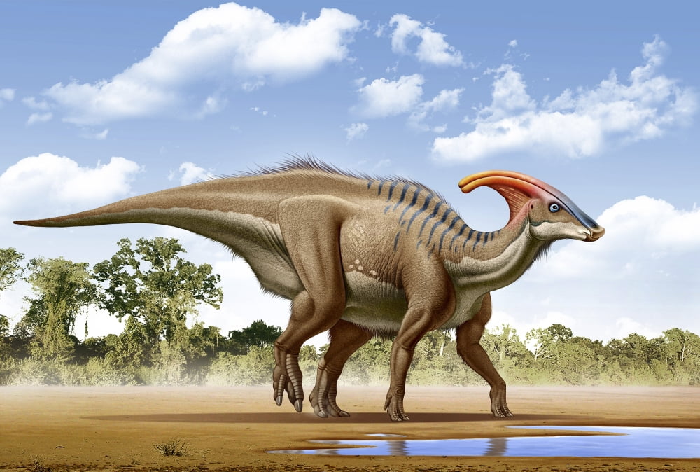A Parasaurolophus searches for a source of water Canvas Art - Mohamad HaghaniStocktrek Images (18 x 12)