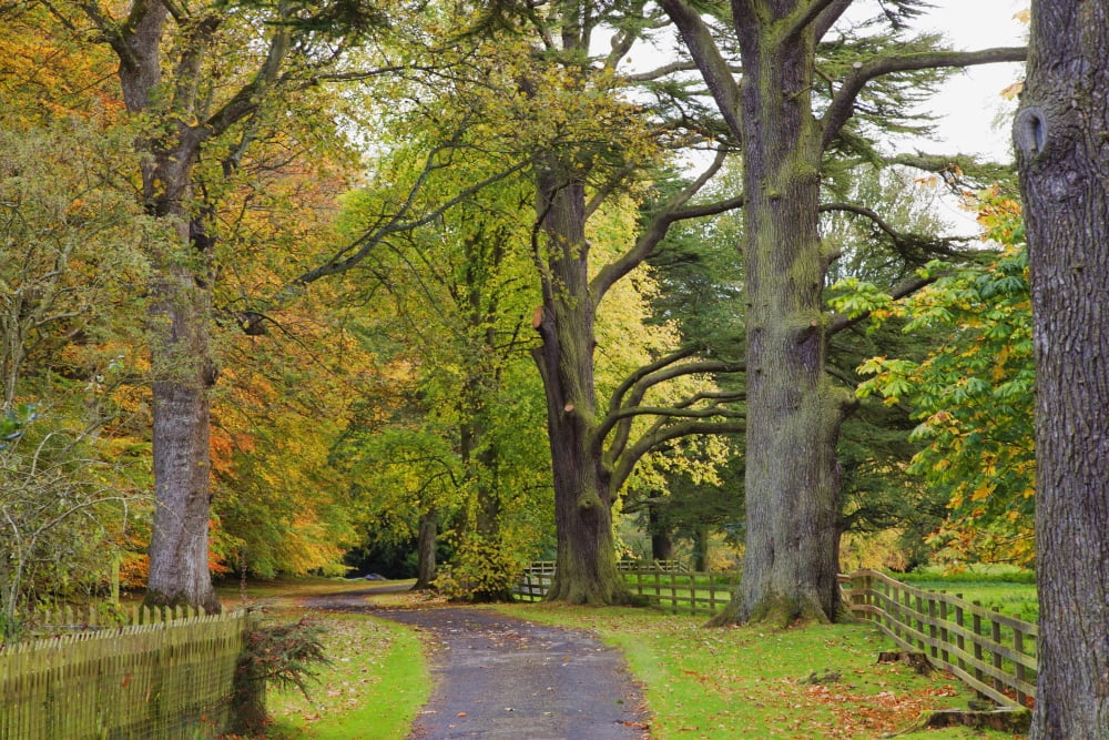 A Path Covered With Fallen Leaves And Trees In Autumn Colours Scottish Borders Scotland Canvas Art - John Short Design Pics (19 x 12)