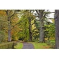 thumbnail image 1 of A Path Covered With Fallen Leaves And Trees In Autumn Colours; Scottish Borders Scotland Poster Print, 1 of 4
