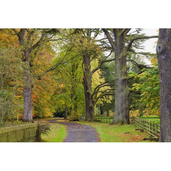 A Path Covered With Fallen Leaves And Trees In Autumn Colours; Scottish Borders Scotland Poster Print
