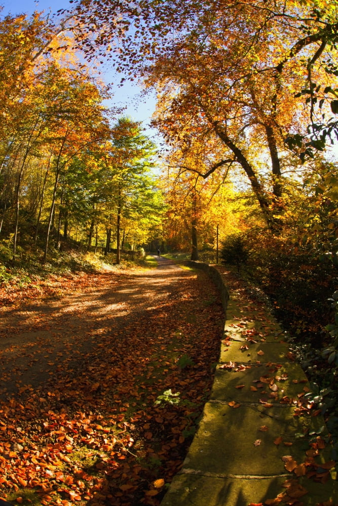 A Path Covered With Fallen Leaves In Autumn Durham England Canvas Art - John Short Design Pics (12 x 19)
