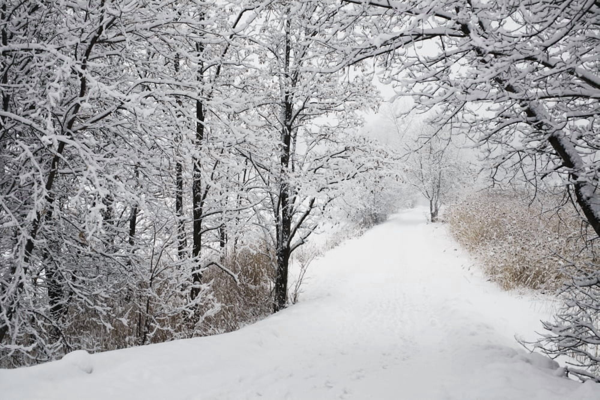 A Path Lined With Trees And Covered In Snow Quebec Canada Canvas Art - David Chapman Design Pics (19 x 12)