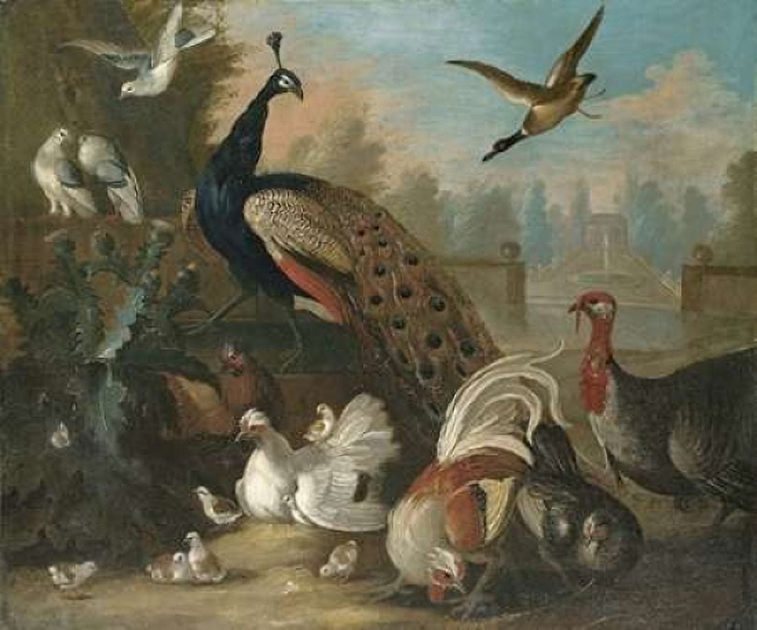 A Peacock and Other Birds Canvas Art - Marmaduke Craddock (20 x 24)