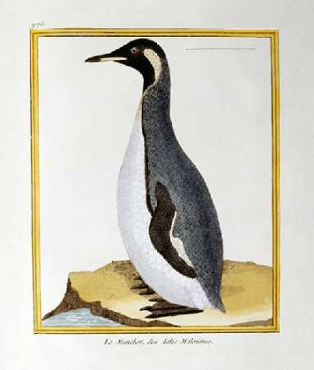 A Penguin Falkland Islands Canvas Art - Georges-Louis Leclerc Buffon (24 x 24)