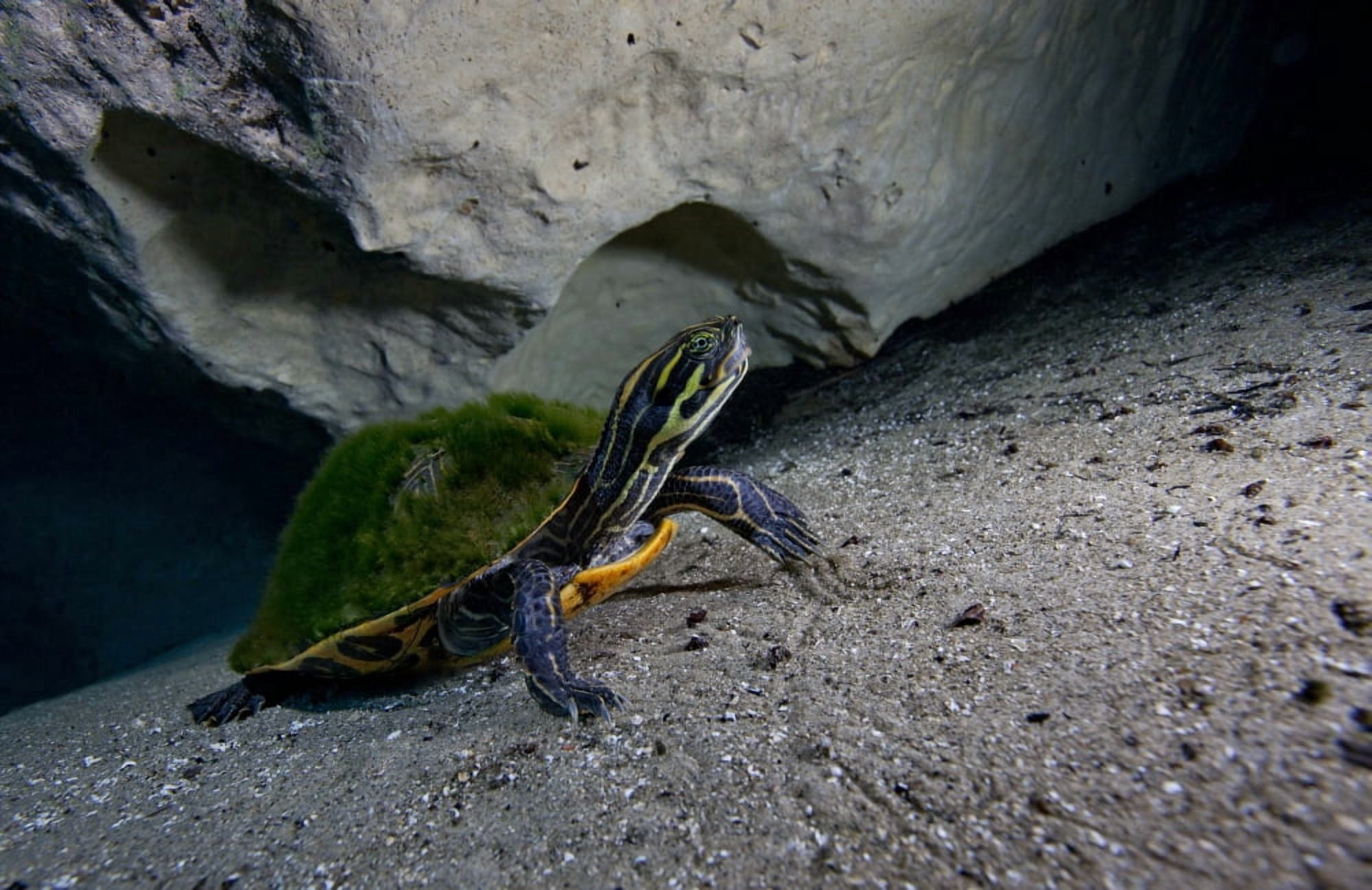 A Peninsula Cooter turtle on the sandy bottom of Morrison Springs cavern Canvas Art - Michael WoodStocktrek Images (35 x 23)
