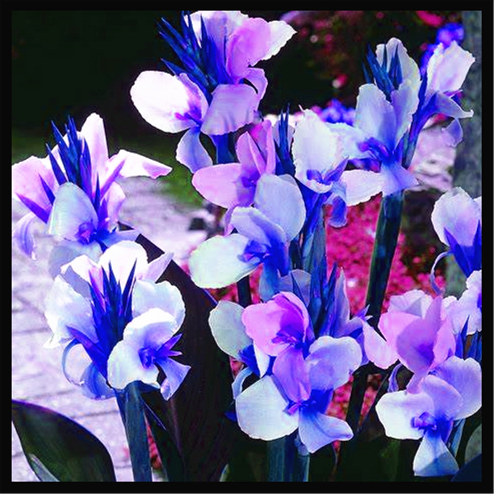 A Perennial Herb.Propagated By Rhizomes. Canna Lily Flower. Canna