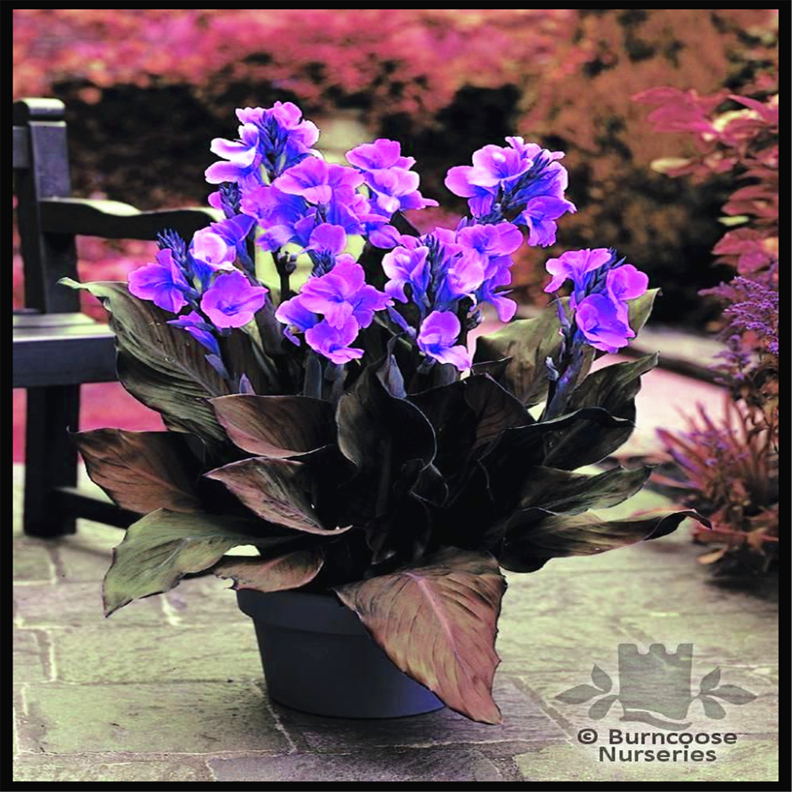 A Perennial Herb.Propagated By Rhizomes. Canna Lily Flower. Canna