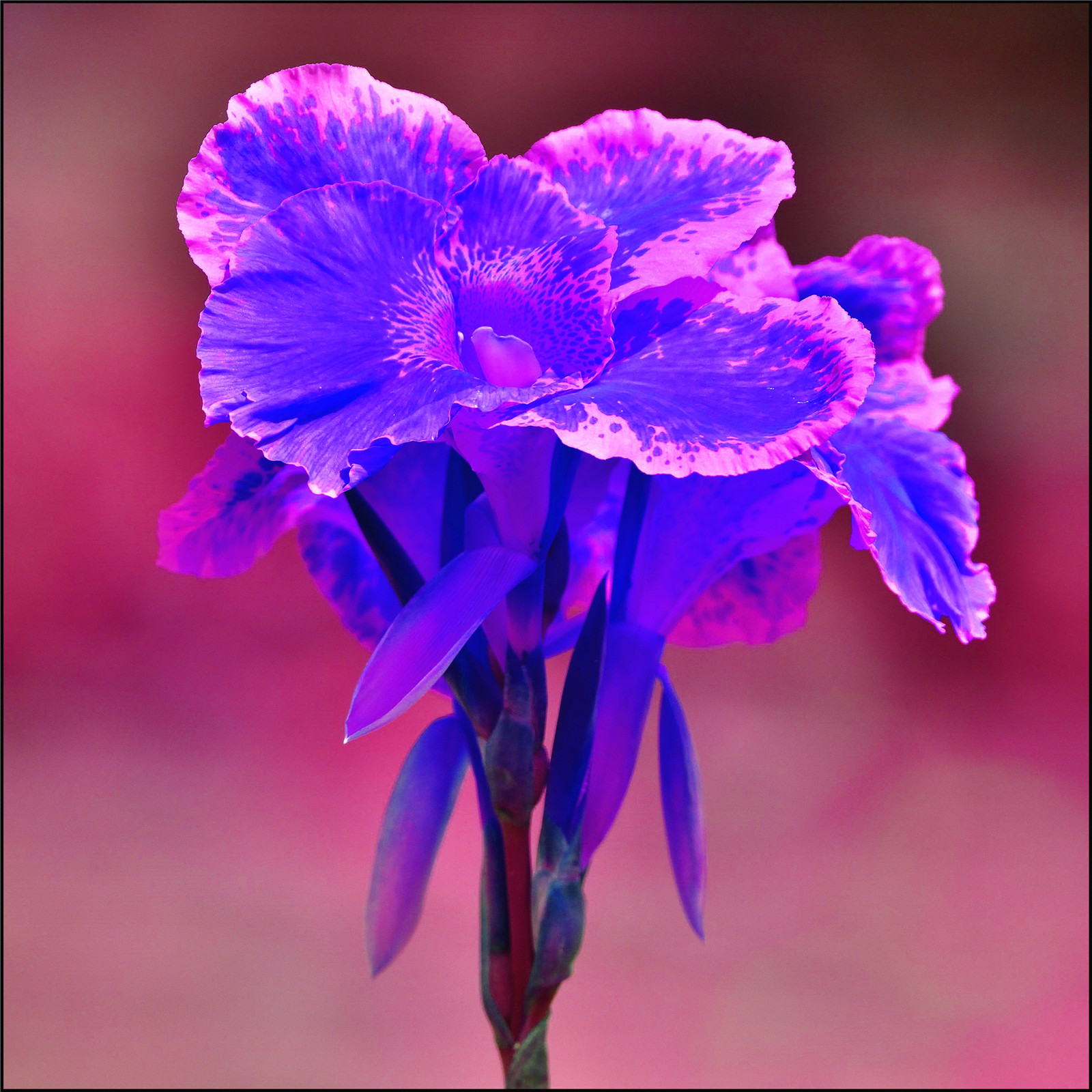 A Perennial Herb.Propagated By Rhizomes. Canna Lily Flower. Canna