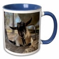thumbnail image 1 of 3drose, a Photograph of a Nigerian Dwarf Goat Relaxing under a Bench., 11oz Two-tone Blue Mug, 1 of 6