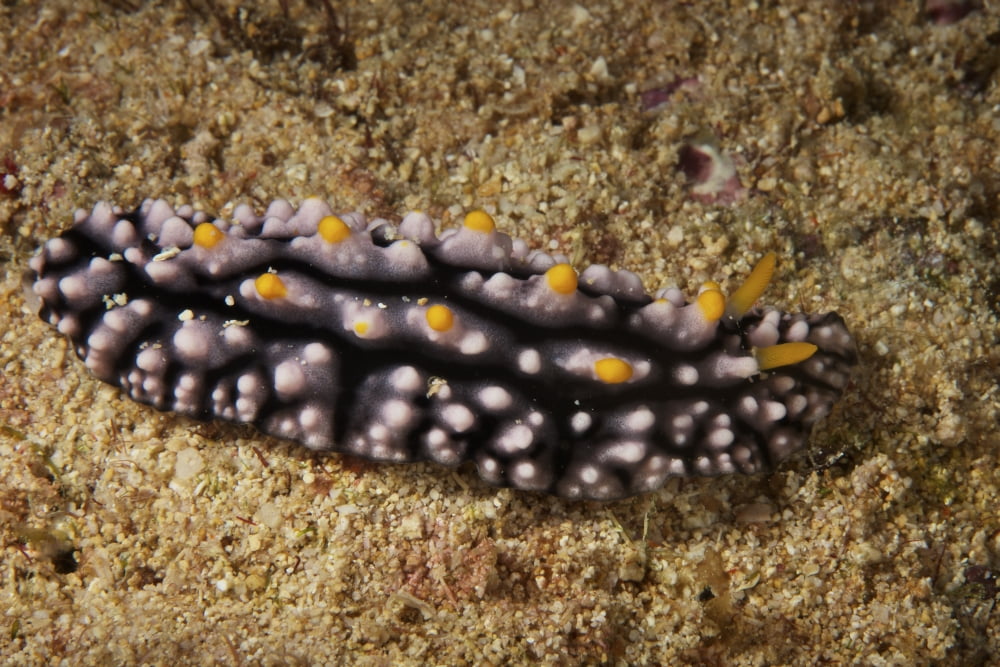 A Phyllidiella pustulosa nudibrnch grazes on coral encrusted by algae Fiji Canvas Art - Terry MooreStocktrek Images (35 x 23)