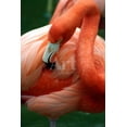 thumbnail image 1 of A Pink Flamingo Grooming Herself at Sea World, Orlando, Florida, Animals Unframed Photographic Print Wall Art by Bo Vilmos Widerberg Sold by Art.Com, 1 of 4