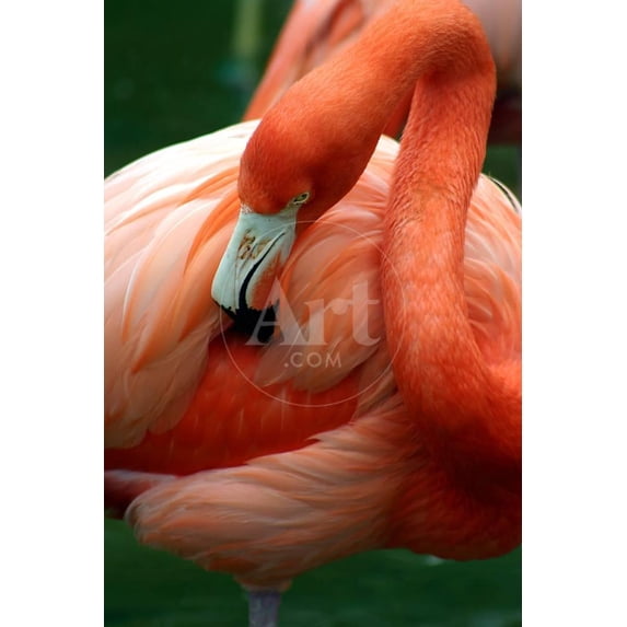 A Pink Flamingo Grooming Herself at Sea World, Orlando, Florida, Animals Unframed Photographic Print Wall Art by Bo Vilmos Widerberg Sold by Art.Com