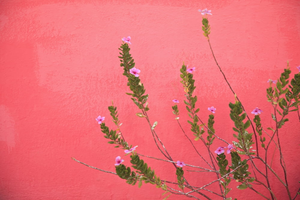 A Pink Flowering Plant Growing Beside A Red Wall Baja California Sur Mexico Canvas Art - Stuart Westmorland Design Pics (38 x 24)