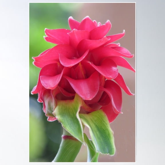 A Pink & Green Flower Poster Wall Art, Modern Wall Decor For Living Room Bedroom, 12x18 UNFRAMED