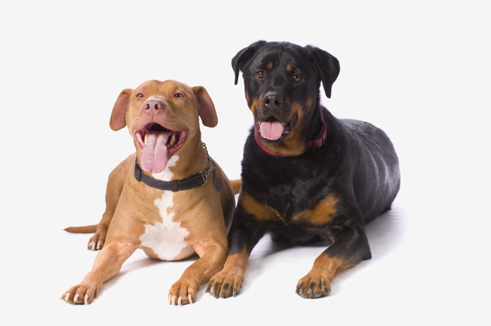 A Pitbull And A Rotweiller On A White Studio Background St Albert Alberta Canada Canvas Art - Corey Hochachka Design Pics (19 x 12)