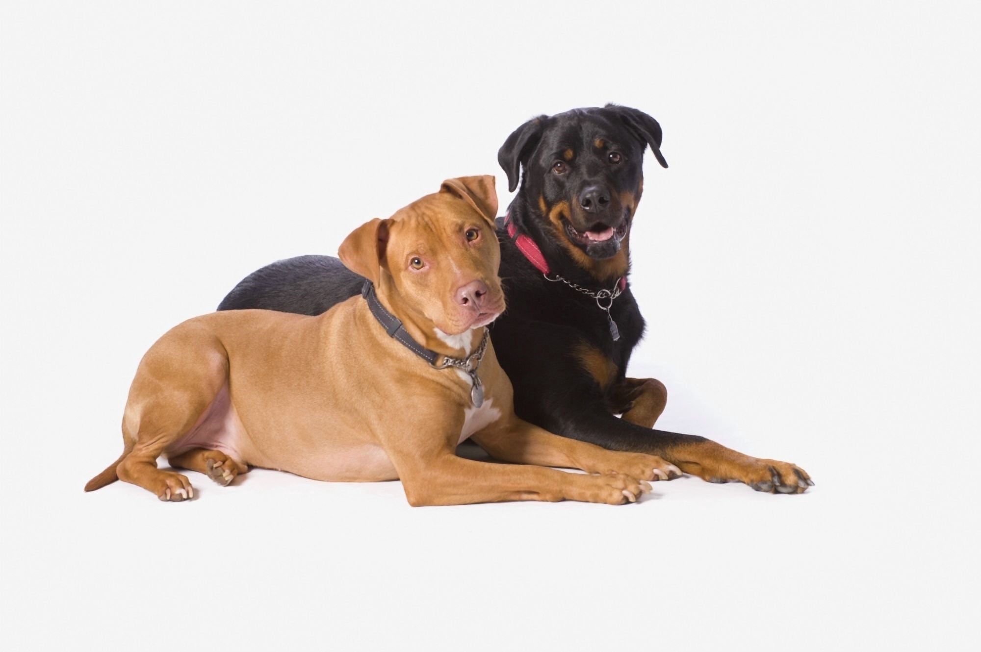 A Pitbull And A Rotweiller On A White Studio Background St Albert Alberta Canada Canvas Art - Corey Hochachka Design Pics (19 x 12)