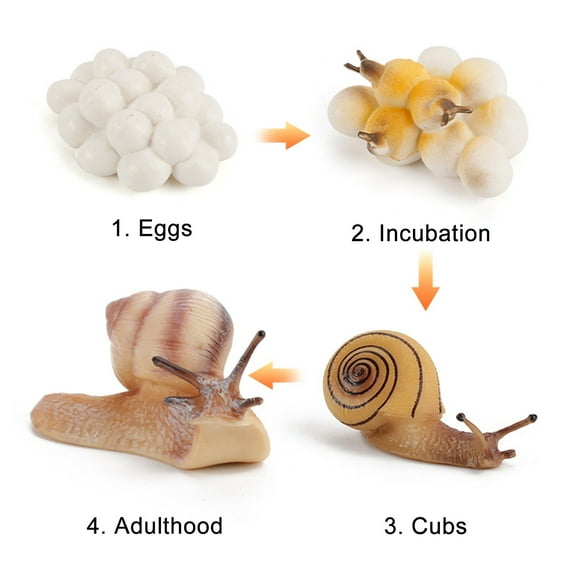 A Plastic Insect Growth Cycle Figurines 4 Piece Set Educational Toy From Brood To Period For Children Science Project