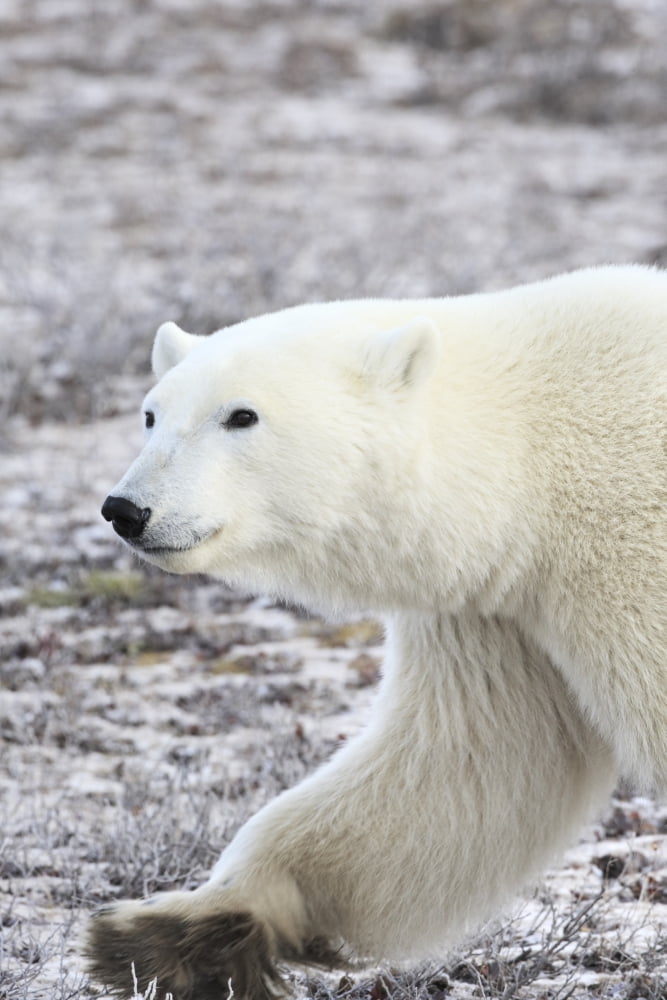 A Polar Bear Canvas Art - Richard Wear Design Pics (11 x 17)