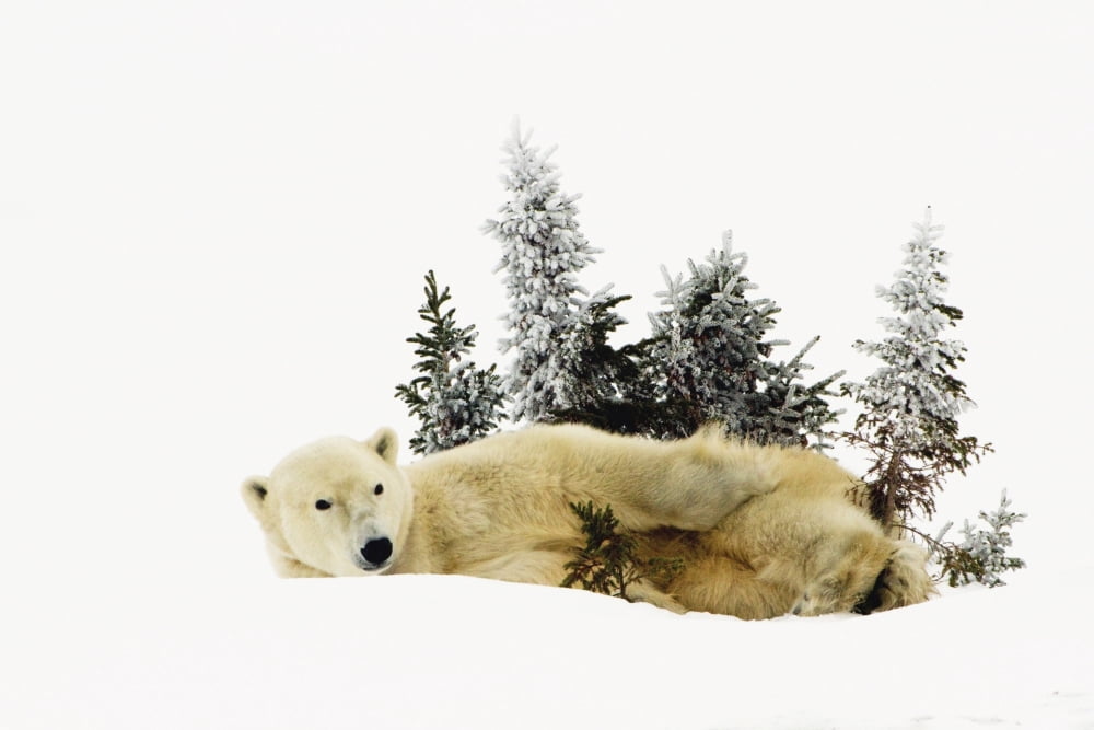 A Polar Bear (Ursus Maritimus) Photographed At Wapusk National Park Churchill Manitoba Canada Canvas Art - Richard Wear Design Pics (17 x 11)