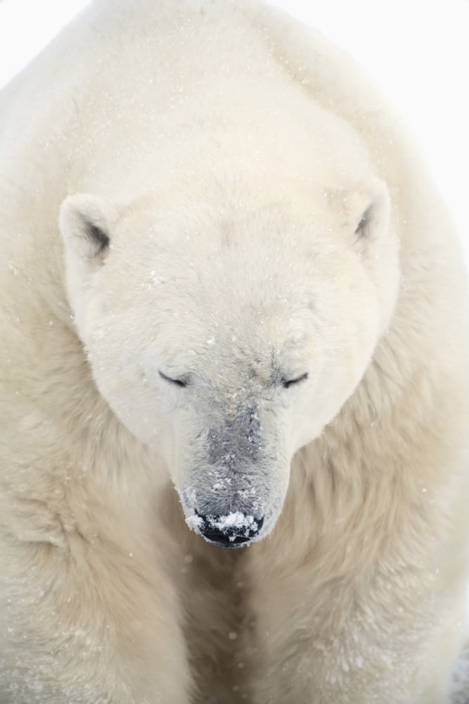 A Polar Bear (Ursus Maritimus) Resting With Its Eyes Closed Churchill Manitoba Canada Canvas Art - Richard Wear  Design Pics (12 x 19)