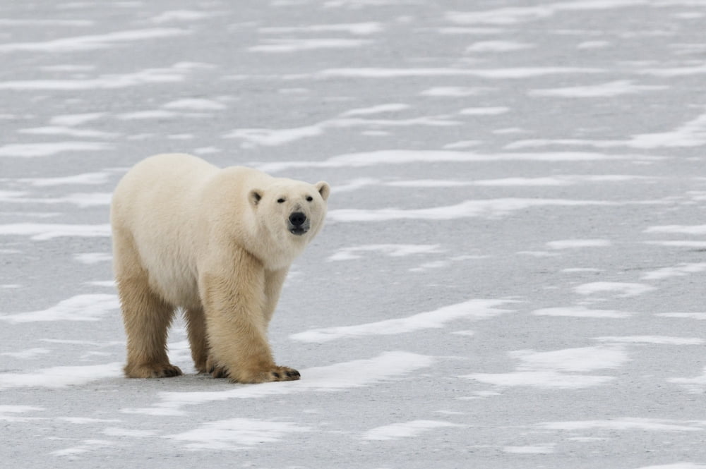 A Polar Bear (Ursus Maritimus) Walking On The Frozen Hudson Bay Churchill Manitoba Canada Canvas Art - Keith Levit Design Pics (19 x 12)